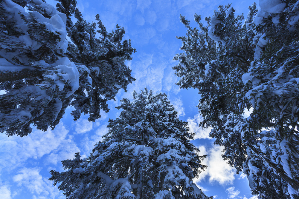 8. Platz Josef Schafnitzel